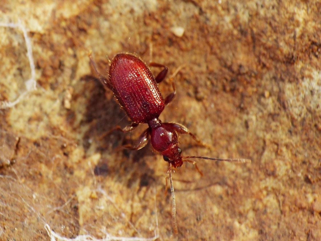 Apotomus rufus (Carabidae)